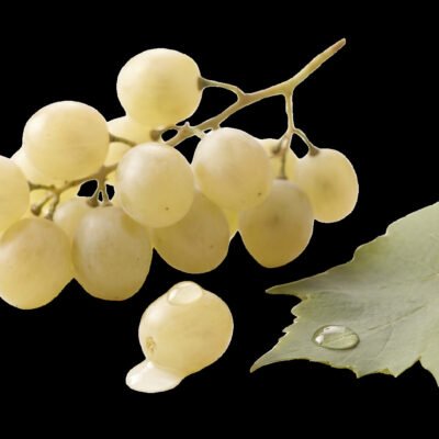 Traditional White Balsamic — 8.5 fl oz (250 mL)