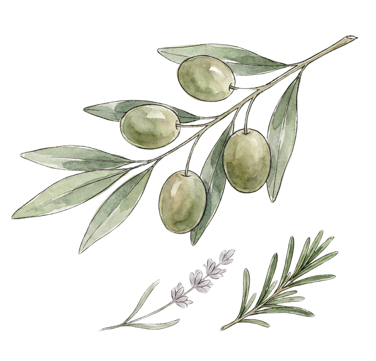 Herb de Providence EVOO visual herbs de provence extra virgin olive oil